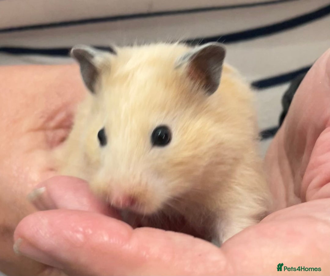 Hamster rodents for sale: Baby Syrian hamsters from show stock  - Image 9