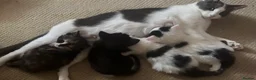 Mixed Breed cats for sale: 2 kittens left  - Advert 12