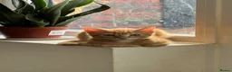 Mixed Breed cats for sale: Ginger Kitten litter in Manchester - Advert 11