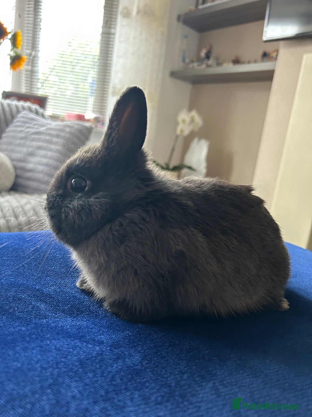 Netherland Dwarf rabbits for sale: Pure bred Netherlands dwarfs pairs  - Image 3