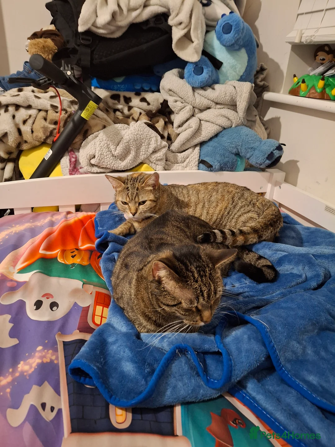 Bengal cats for sale: 1 bengal cat 1 domestic cat - Advert 1