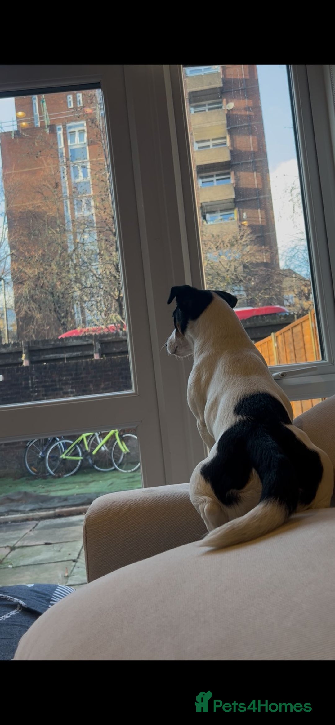 Jack Russell dogs for stud: Jack Russell Terrier Stud Available - Advert 3