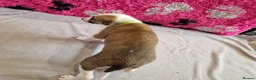 Lurcher dogs for sale: Lurcher pups - Advert 3