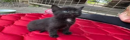 British Shorthair cats for sale: Kittens British shorthair x ragdoll  in Petersfield - Advert 5