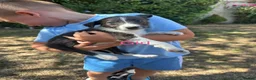 Mixed Breed dogs for sale: Gorgeous pups  in Southampton - Advert 4
