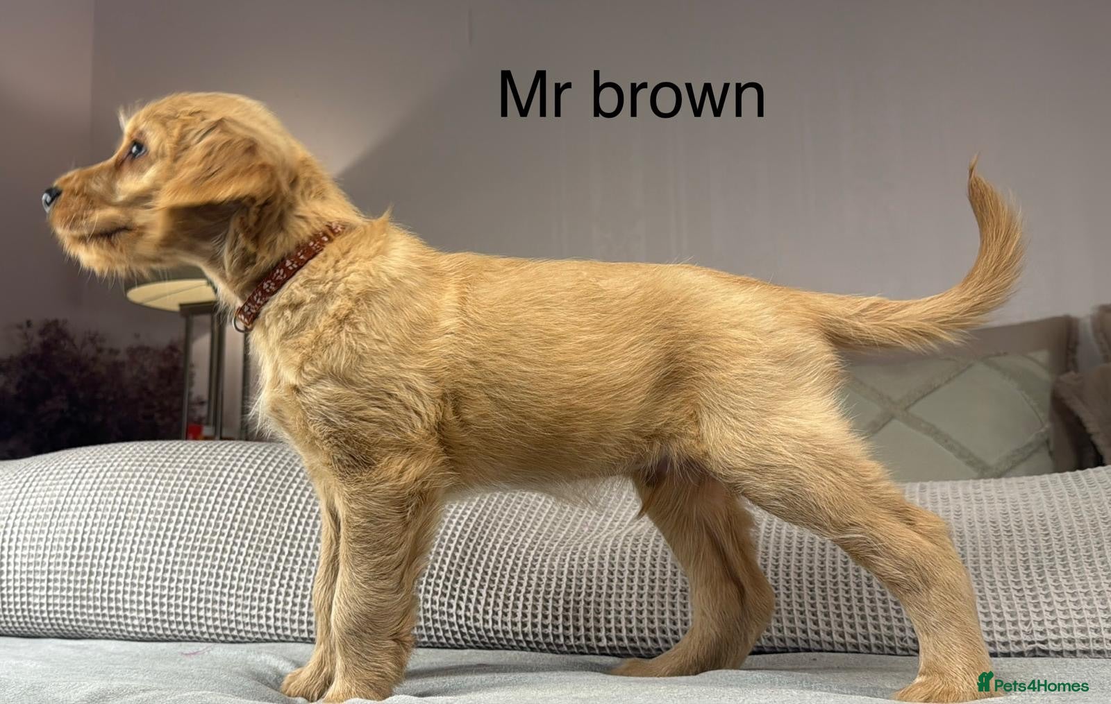 Goldendoodle dogs BEAUTIFUL HEALTHY CHUNKY PUPPIES  - Advert 1