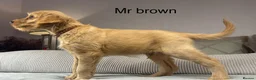 Goldendoodle dogs for sale: ONLY MR BROWN LEFT. HE’S GORGEOUS.  - Advert 1