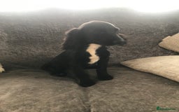 Cocker Spaniel dogs for sale: Cocker Spaniel Puppies For Sale - Image 7
