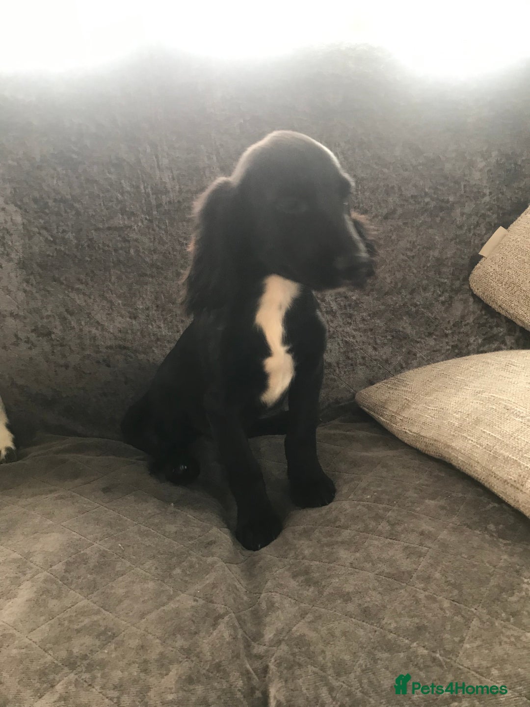 Cocker Spaniel dogs for sale: Cocker Spaniel Puppies For Sale - Image 7