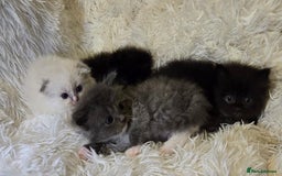Mixed Breed cats for sale: Cute Scottish fold x Persian kittens long haired  - Image 9