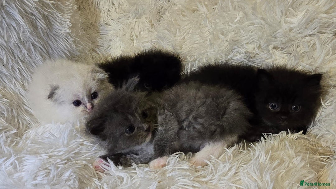 Mixed Breed cats for sale: Cute Scottish fold x Persian kittens long haired  - Image 9