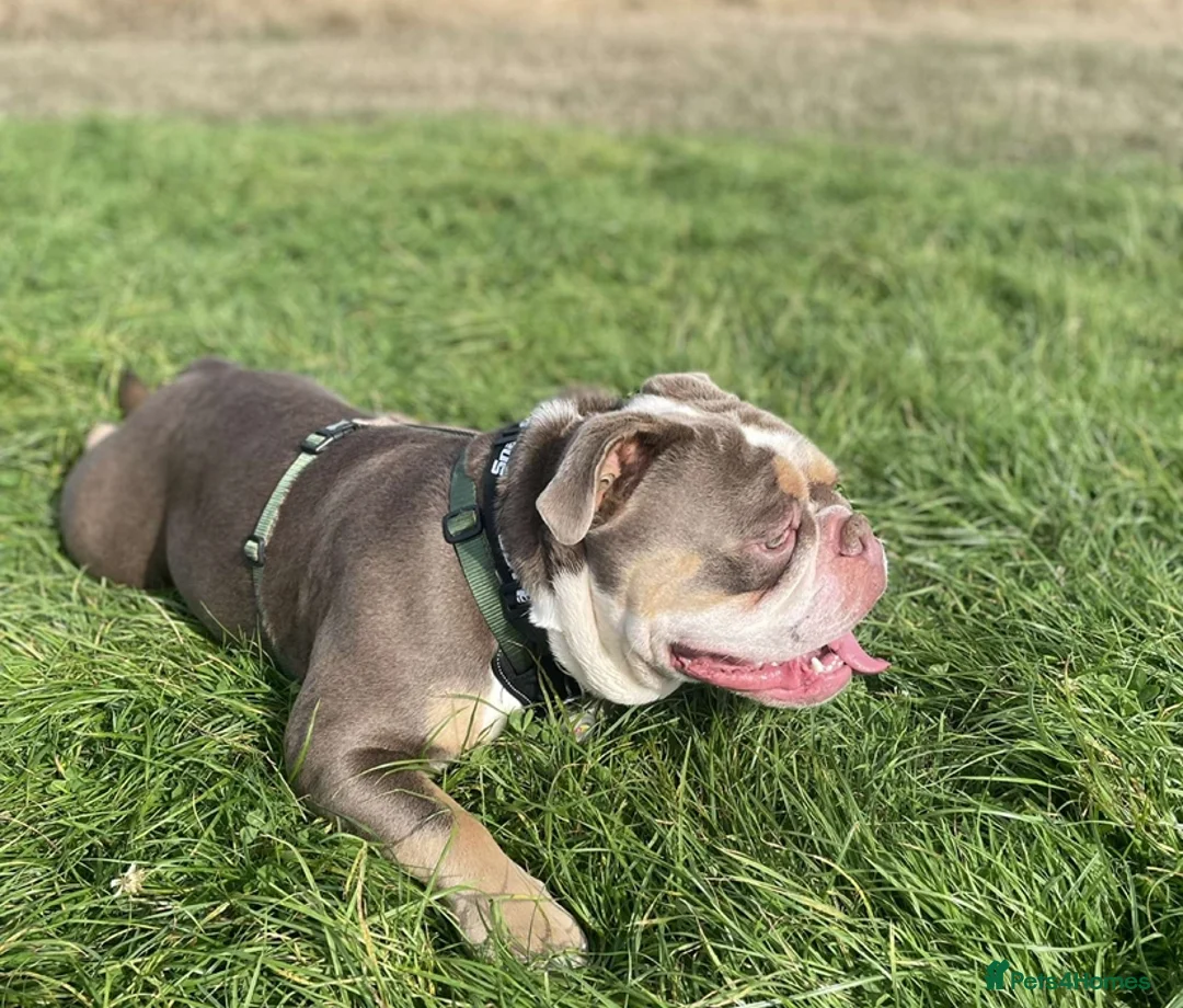 Olde English Bulldogge dogs for sale: Old English bulldogge  - Advert 2