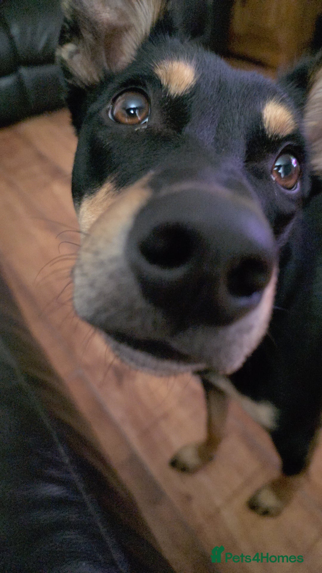 Australian Kelpie dogs for sale: 9 month old Australian Kelpie for Rehoming - Advert 1