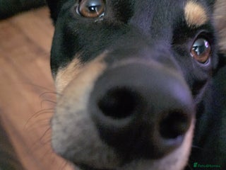 Australian Kelpie dogs 9 month old Australian Kelpie for Rehoming - Advert 6