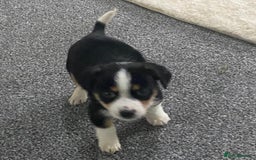 Mixed Breed dogs for sale: Two Jack Russell mixed breed puppies  - Image 6