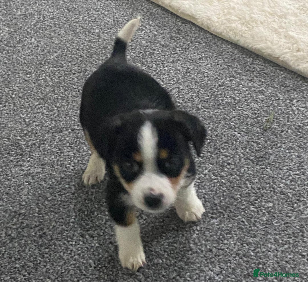 Mixed Breed dogs for sale: Two Jack Russell mixed breed puppies  - Image 6