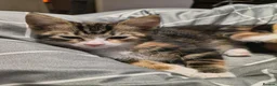 Domestic Shorthair cats for sale: 5 beautiful lovely kittens 🐾🐾 in Boston - Advert 10