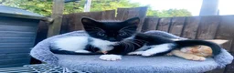 Mixed Breed cats for sale: 4 kittens ready for new homes today - Advert 7
