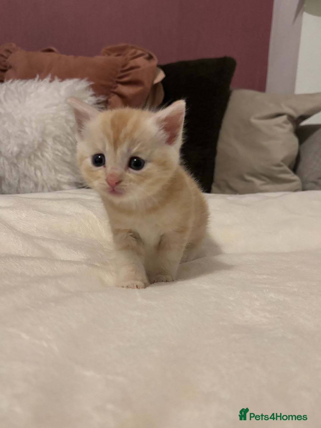 Mixed Breed cats for sale: Maine coon cross kittens  - Advert 10