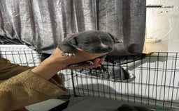 Staffordshire Bull Terrier dogs for sale: KC Reg Staffy Puppies Ready 3rd Dec - Image 15