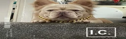 French Bulldog dogs for stud: Beautiful French bulldog  - Advert 1