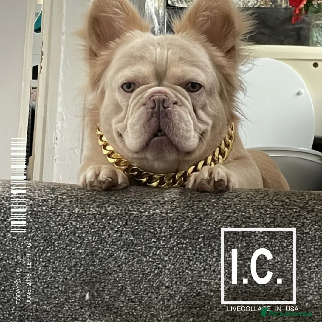 French Bulldog dogs for stud: Beautiful French bulldog  - Advert 1