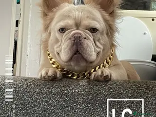 French Bulldog dogs Beautiful French bulldog - Advert 1