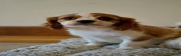 Cavalier King Charles Spaniel dogs for sale: ⭐️Cavalier King Charles puppies⭐️ - Advert 5