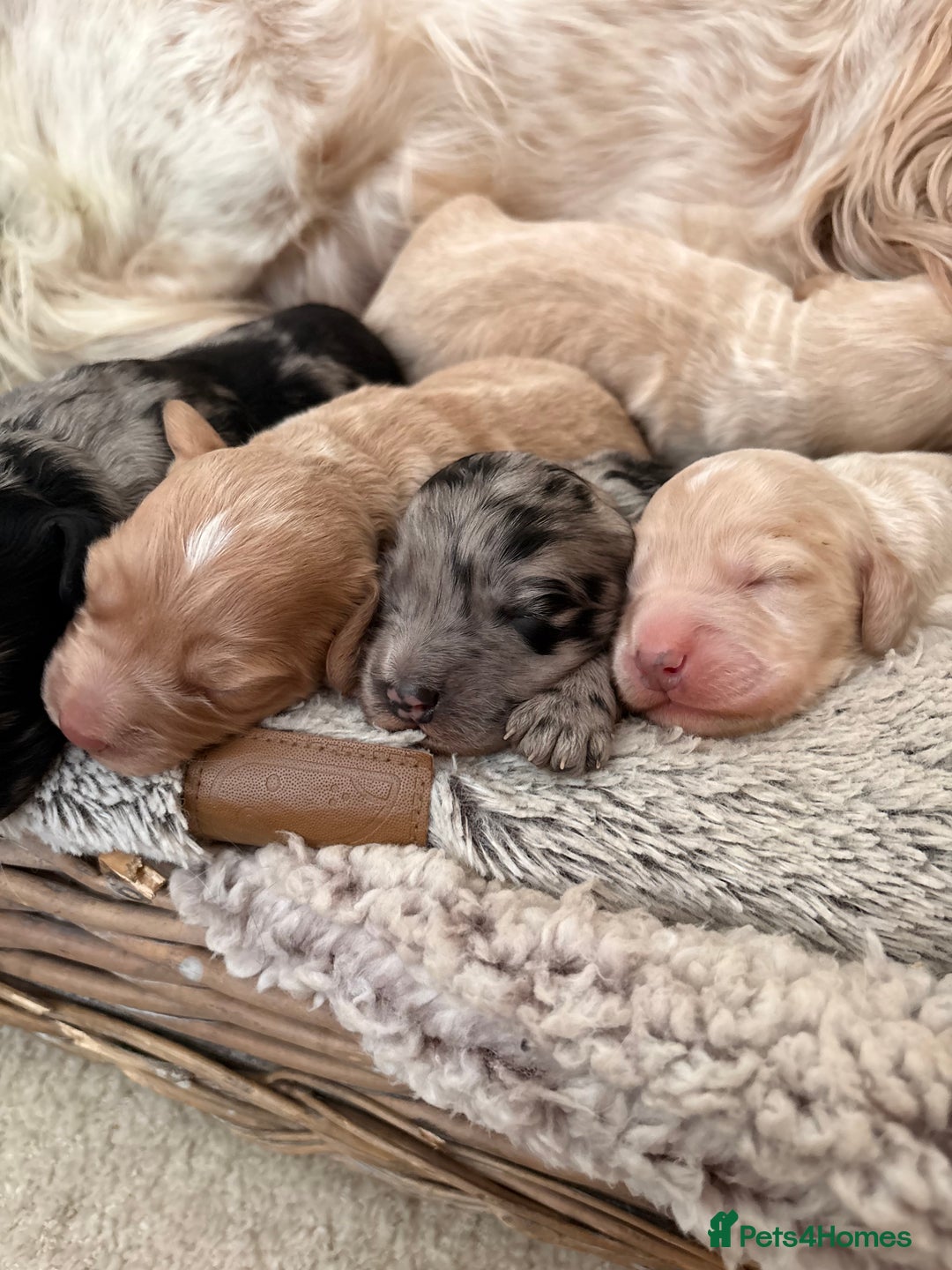 Cockapoo dogs for sale: Newborn F1 show miniature Cockapoo puppies - Advert 4