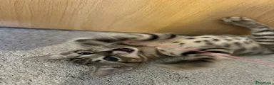 Grey Tabby Boy