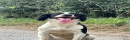 English Springer Spaniel dogs for sale: Working springer spaniel puppies  - Advert 3