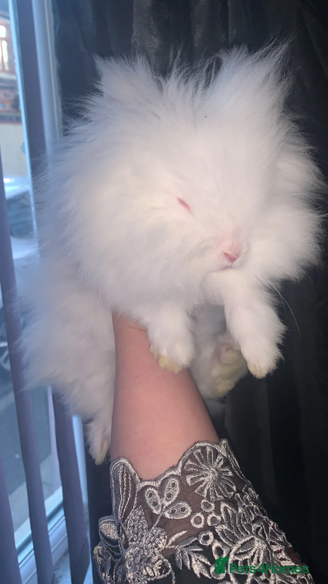 Lionhead rabbits for sale: Two beautiful snowwhite lionheads 🐰 ❄️ 😍 - Advert 2