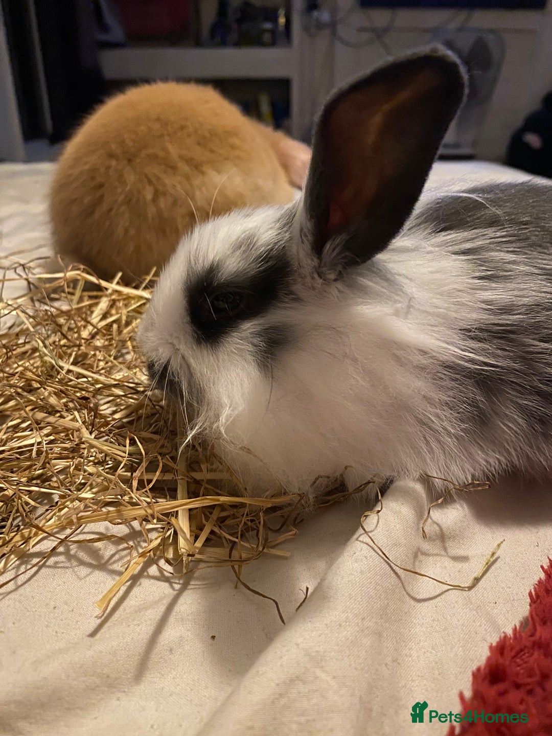 Lionhead rabbits for sale: ⭐️Stunning pure lionheads⭐️ - Image 2