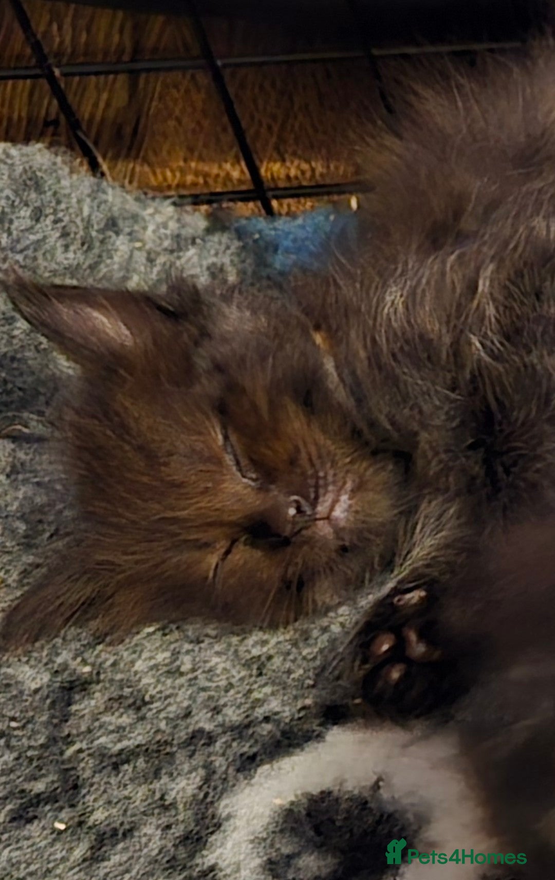 Maine Coon cats for sale: Stunning Maine Coon X  - Image 25