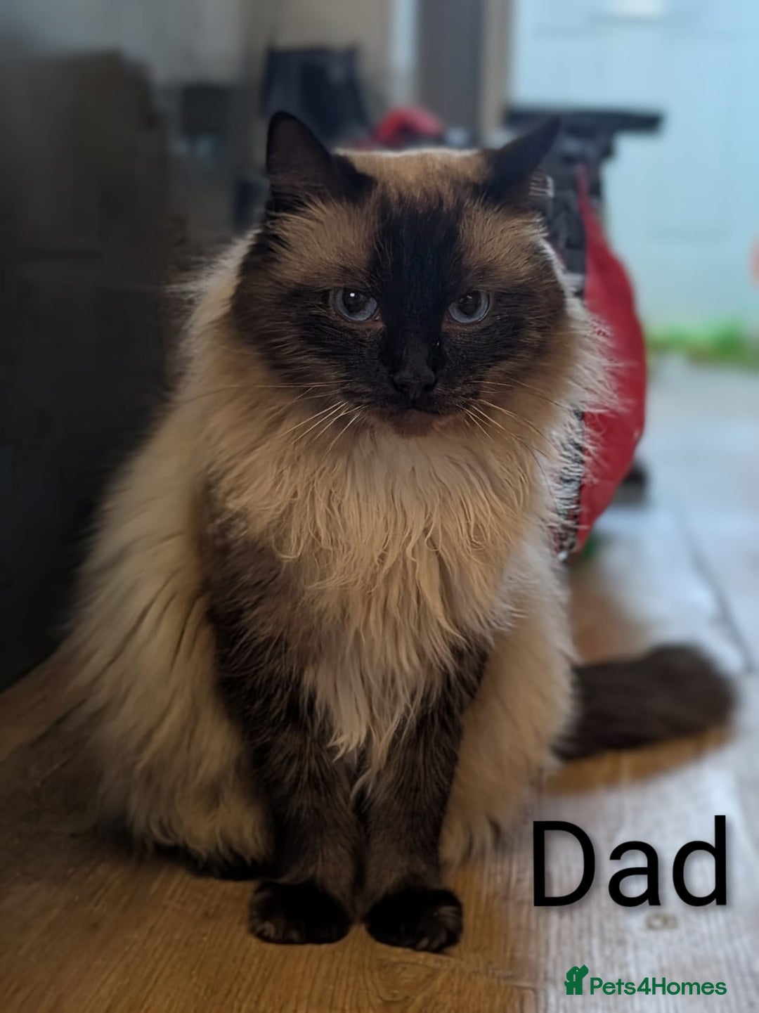 Ragdoll cats for sale: **Stunning litter of 4 ragdoll kittens** - Advert 3