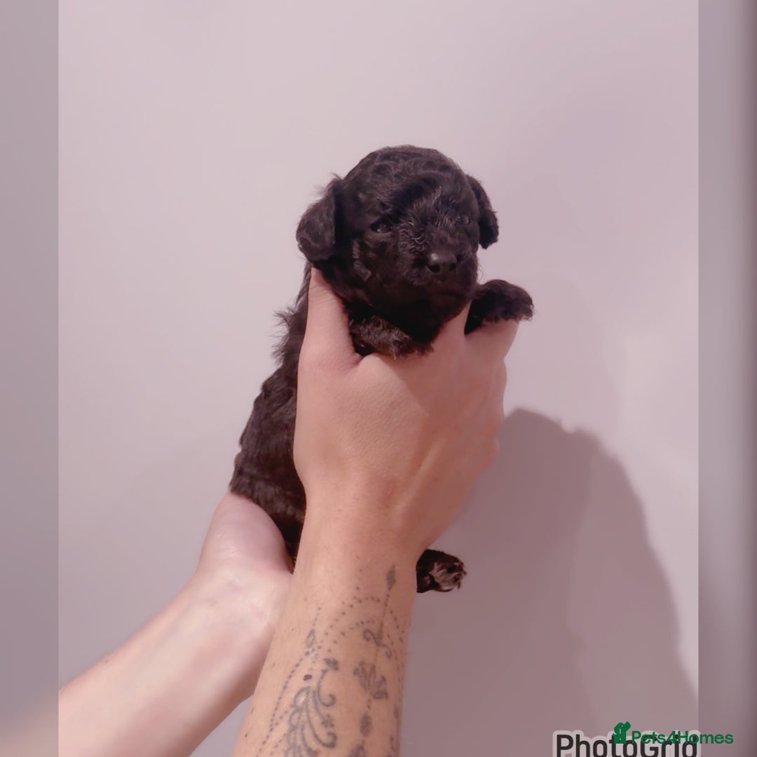 Miniature Poodle dogs for sale: Exceptional Silver mini poodles  - Image 7