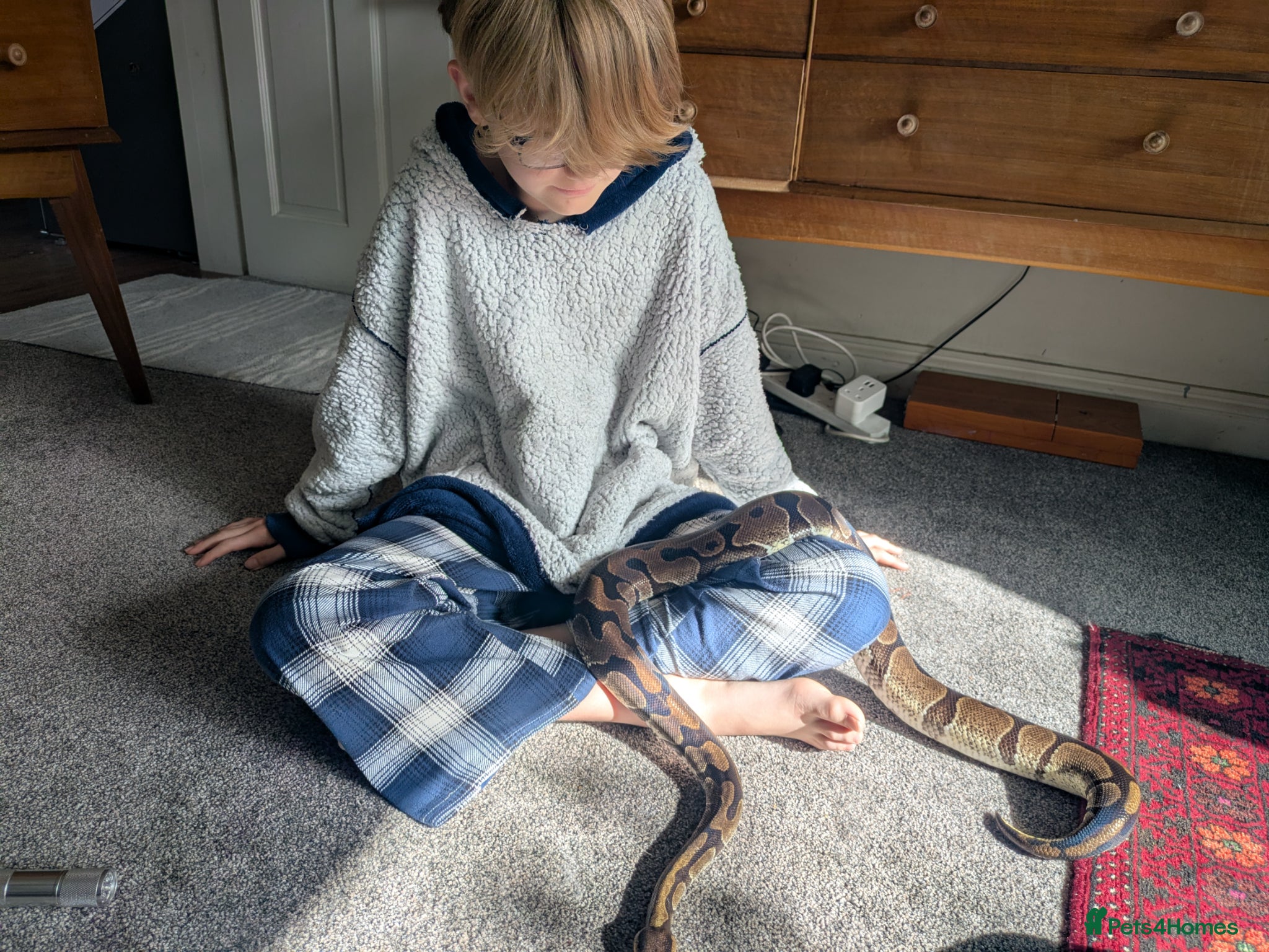 Python Snake reptiles Female royal python - Advert 3