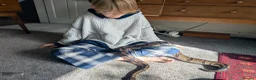 Python Snake reptiles for sale: Female royal python in Horncastle - Advert 1