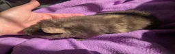 Guinea Pig rodents for sale: Teddy guinea pigs boys from 5 months old - Advert 8