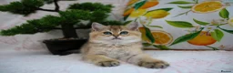 British Shorthair cats for sale: 💙British shorthair kittens ready now💙 - Advert 15