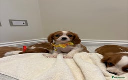 Cavalier King Charles Spaniel dogs for sale: Extensively health tested parent cavalier puppy’s  - Image 28