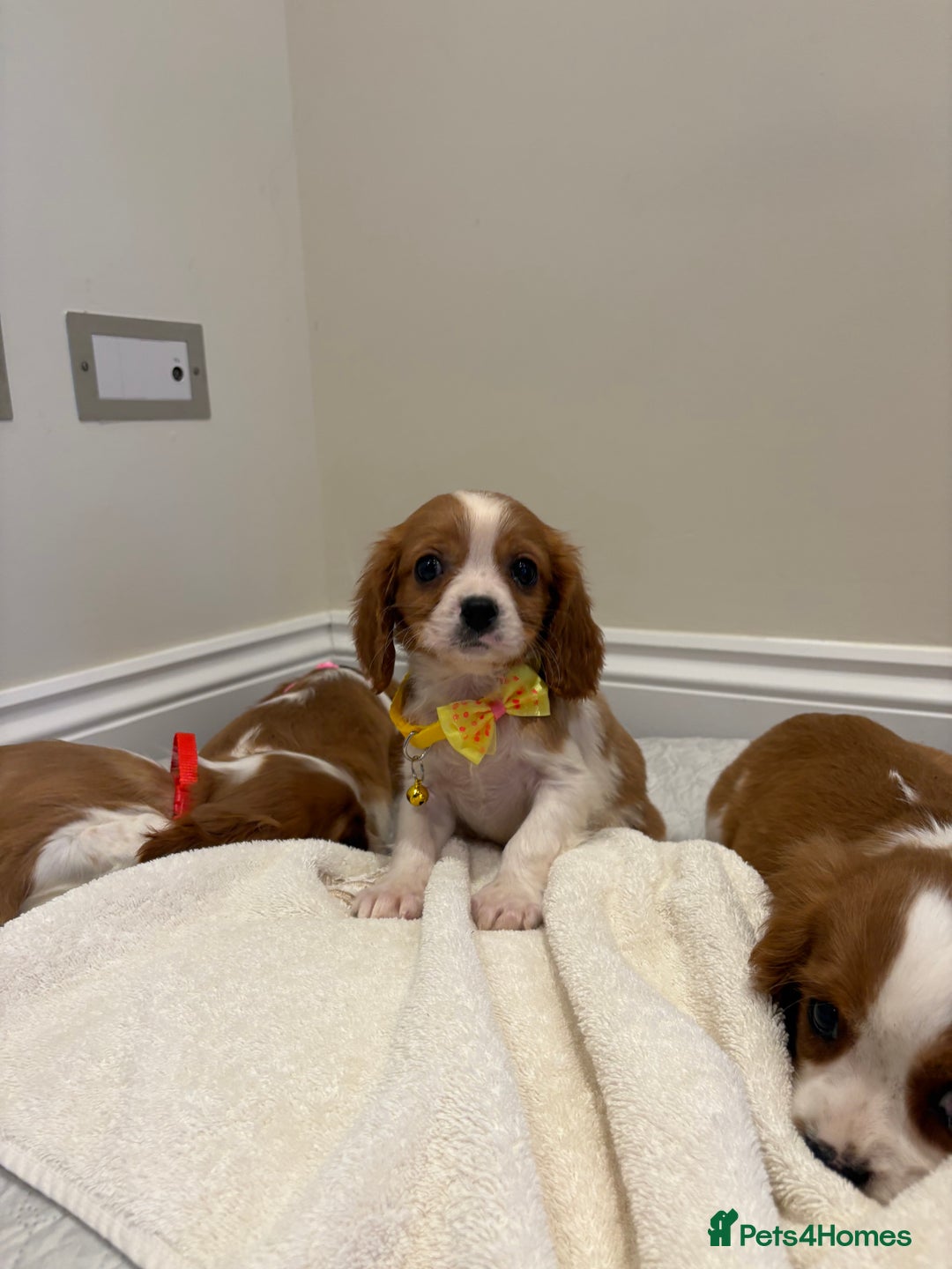 Cavalier King Charles Spaniel dogs for sale: Extensively health tested parent cavalier puppy’s  - Image 28