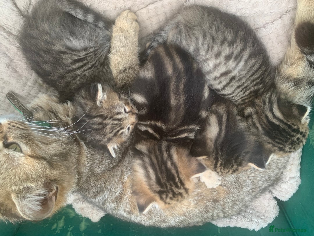 Persian cats for sale: Persian cross kittens 1GIRL1BOY NEED GONE ASAP - Image 5