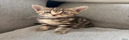Mixed Breed cats for sale: 5 kittens for sale in Leeds - Advert 13