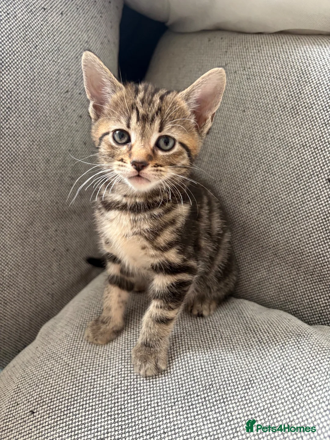 Mixed Breed cats for sale: 5 kittens for sale in Leeds - Advert 13