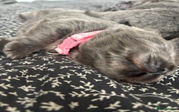 Chow Chow dogs for sale: Beautiful blue chow chow litter 💙 - Image 8