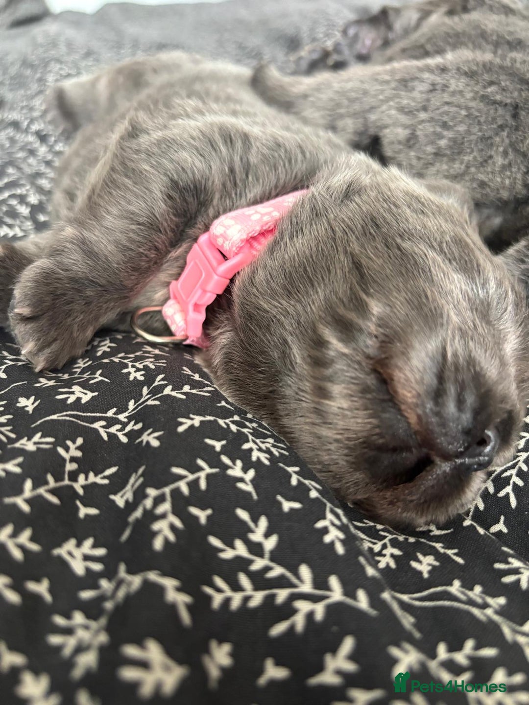 Chow Chow dogs for sale: Beautiful blue chow chow litter 💙 - Image 8