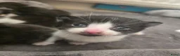 Mixed Breed cats for sale: Kittens - Advert 3