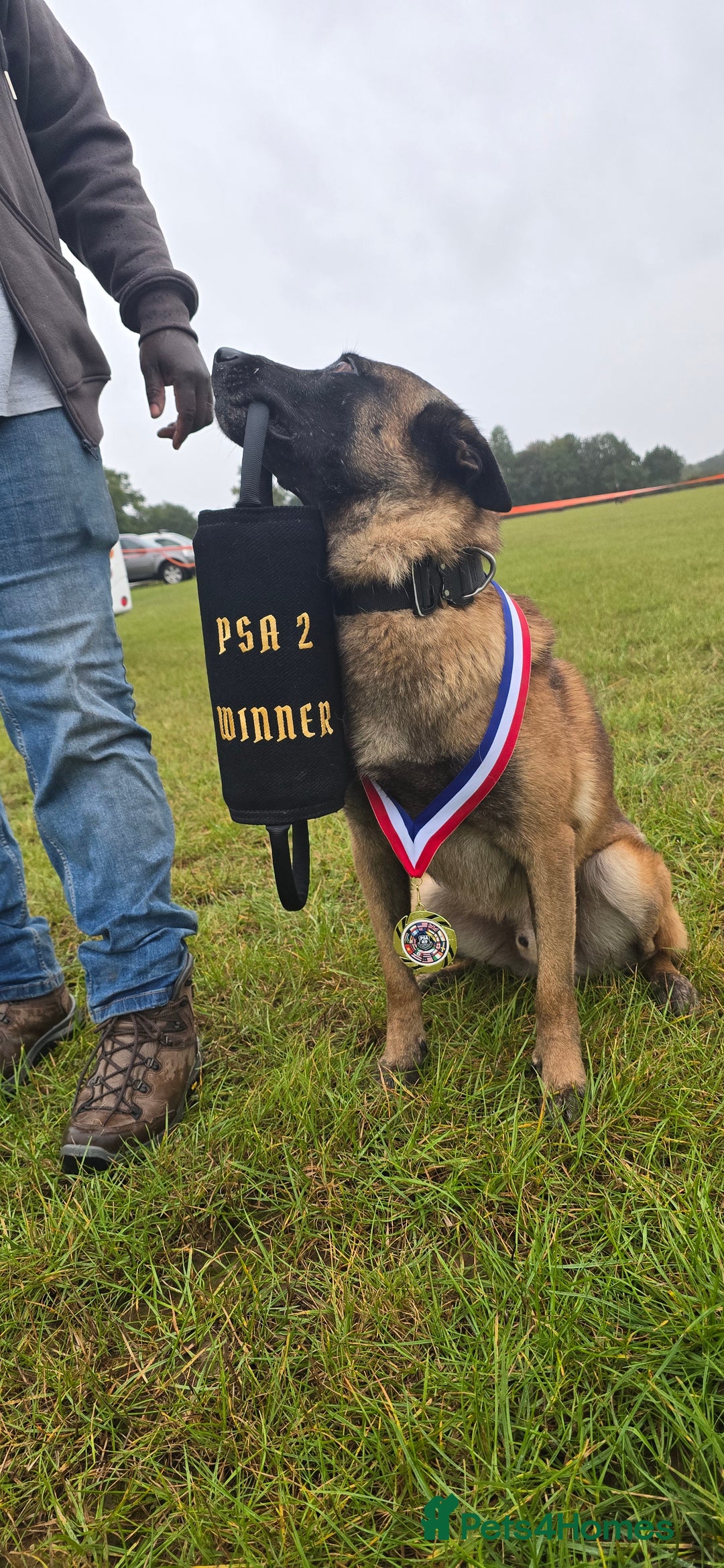 Belgian Shepherd Dog dogs for stud: CHANCE MR3 Vice Champion PSA2 at STUD - Advert 1
