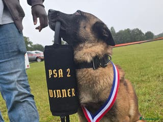 Belgian Shepherd Dog dogs CHANCE MR3 Vice Champion PSA2 at STUD - Advert 6